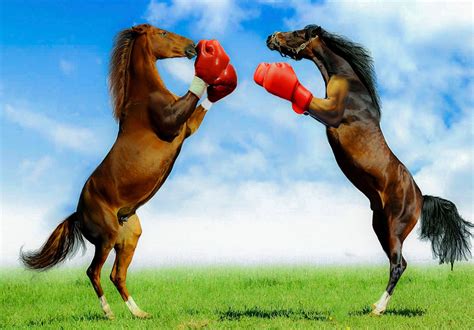 30,000+ Free Funny Horse & Horse。